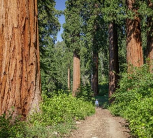 A man in a blue t-shirt walks down a dirt path towards the camera on a sunny day. He is dwarfed by the surrounding redwoods and vegetation.