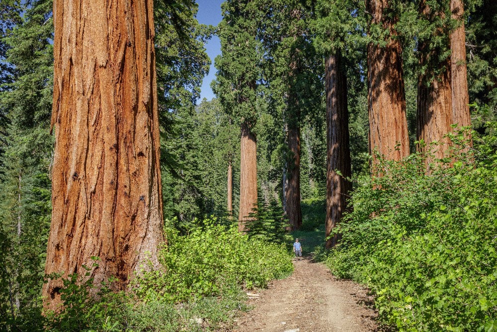A man in a blue t-shirt walks down a dirt path towards the camera on a sunny day. He is dwarfed by the surrounding redwoods and vegetation.
