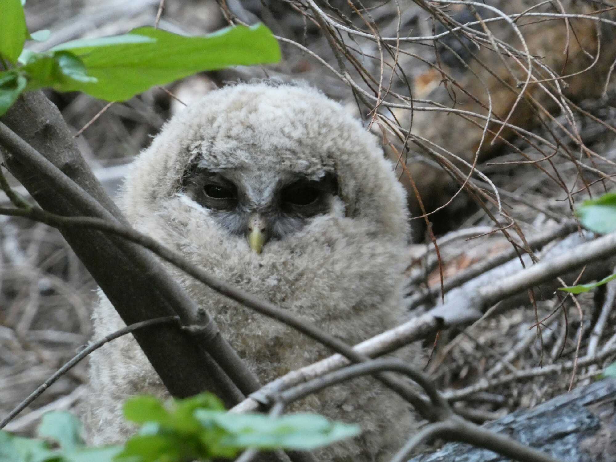 baby spotted owl