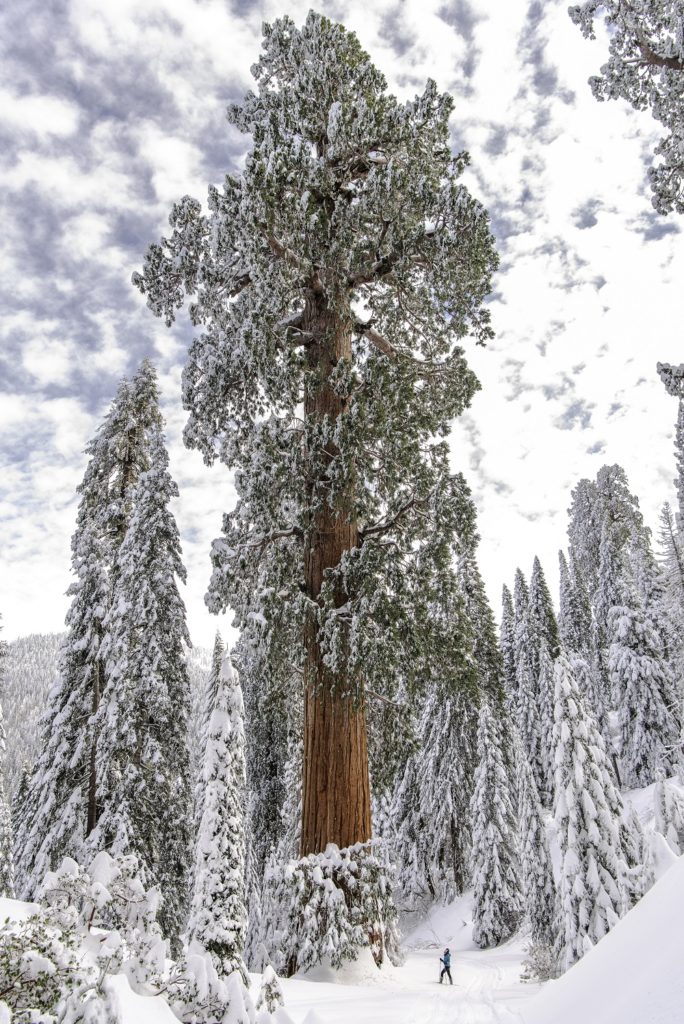 Alder Creek in the snow. Photo by Roy E. Williams II