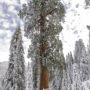 Snow on the ground at Alder Creek creates an otherworldly landscape.  Photo by Roy E. Williams II, Save the Redwoods League