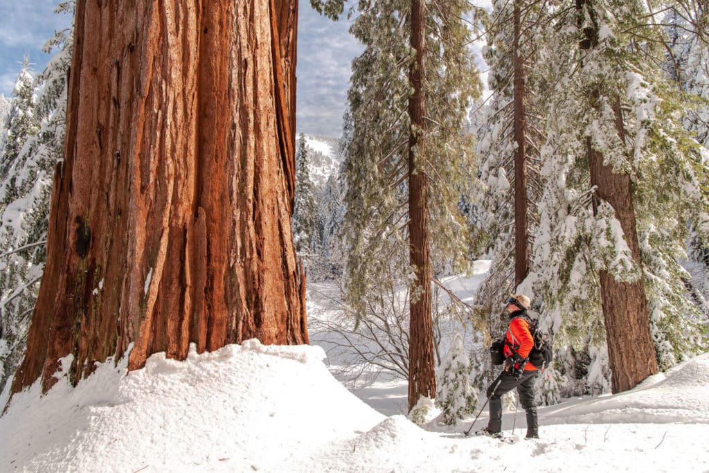 Snow on the ground at Alder Creek creates an otherworldly landscape. Photo by Victoria Reeder, Save the Redwoods League