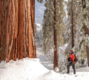 Snow on the ground at Alder Creek creates an otherworldly landscape. Photo by Victoria Reeder, Save the Redwoods League