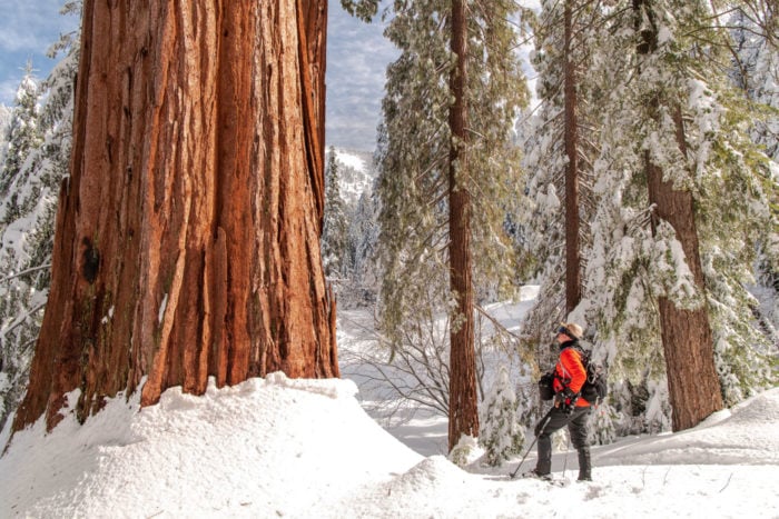 Skier standing before a giant sequoia blanketed with snow on Alder Creek property