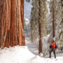 Snow on the ground at Alder Creek creates an otherworldly landscape. Photo by Victoria Reeder, Save the Redwoods League