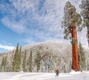 Snow on the ground at Alder Creek creates an otherworldly landscape. Photo by Victoria Reeder, Save the Redwoods League