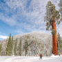 Snow on the ground at Alder Creek creates an otherworldly landscape. Photo by Victoria Reeder, Save the Redwoods League