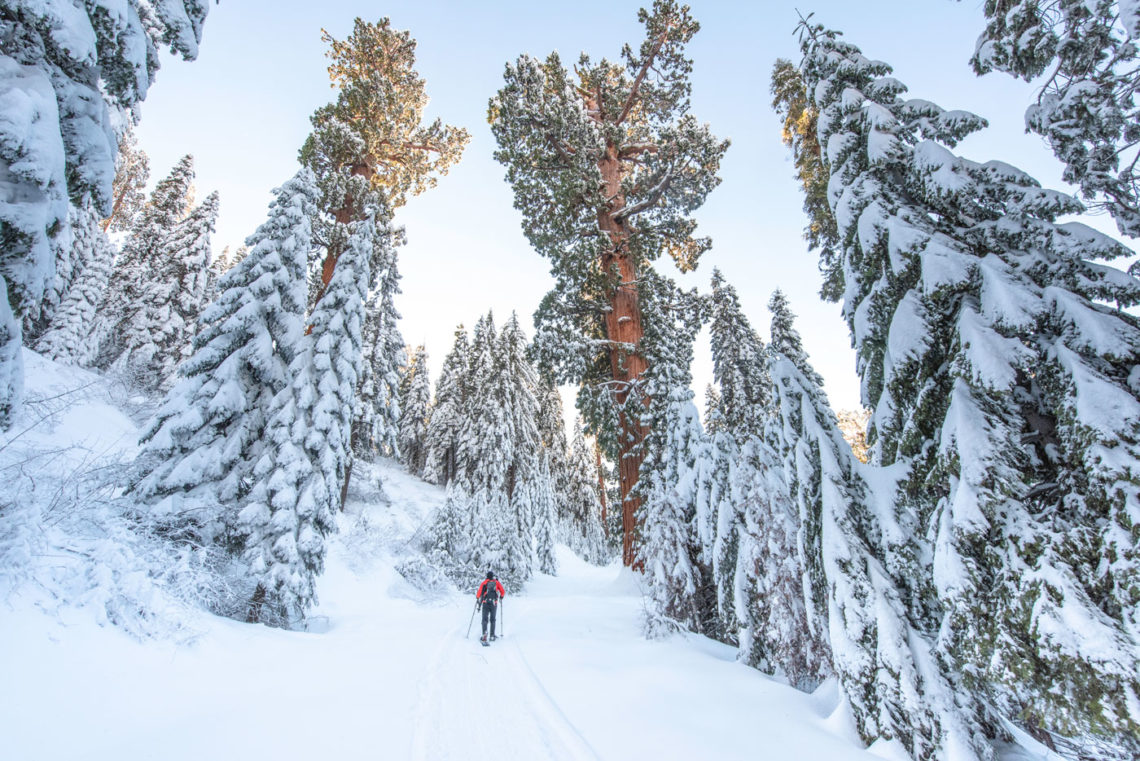 Snow covers trees and the ground. A giant sequoia stands in the background. A person walks in the midground.