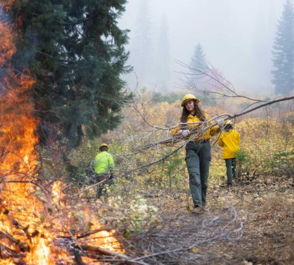 Super team gathers to protect giant sequoias