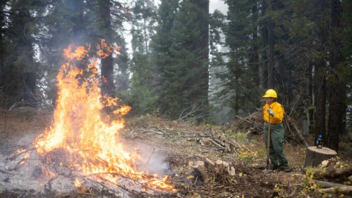a female firefighter tending a prescribed blaze in the sequoias