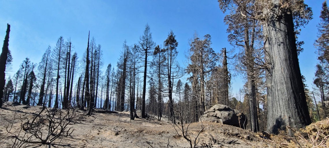  League Endorses Emergency Legislation to Save Giant Sequoia. Image of Alder Creek after the 2020 SQF wildfire.