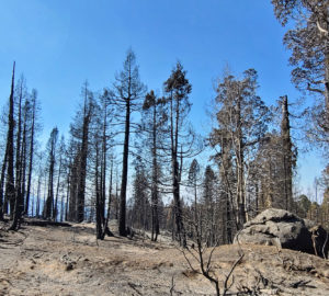 Alder Creek post SQF fire