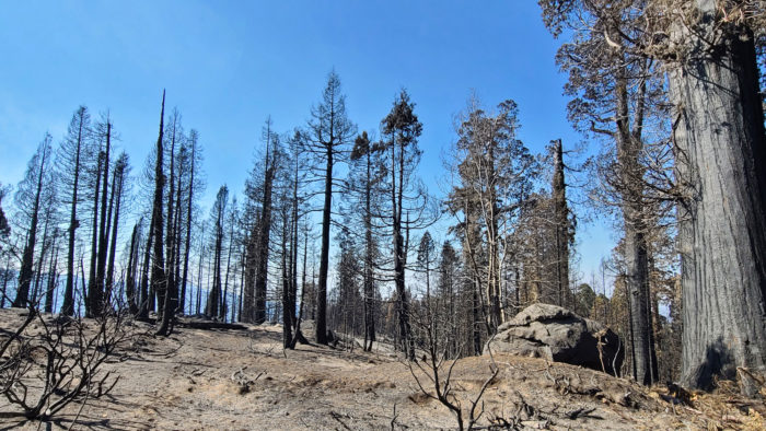 Emergency in the giant sequoias