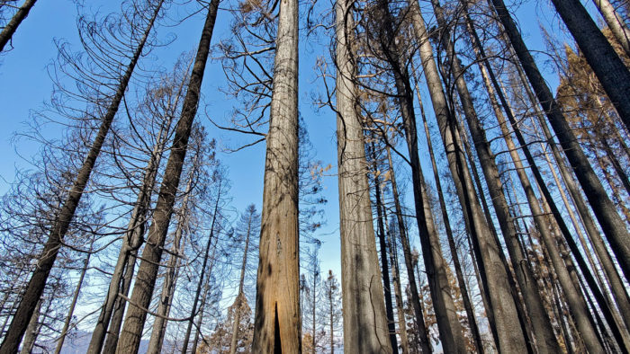 Alder Creek post SQF fire