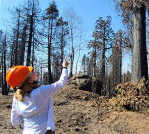 League joins coalition that seeks to protect giant sequoia