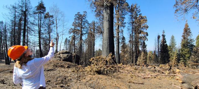 Alder Creek post SQF fire