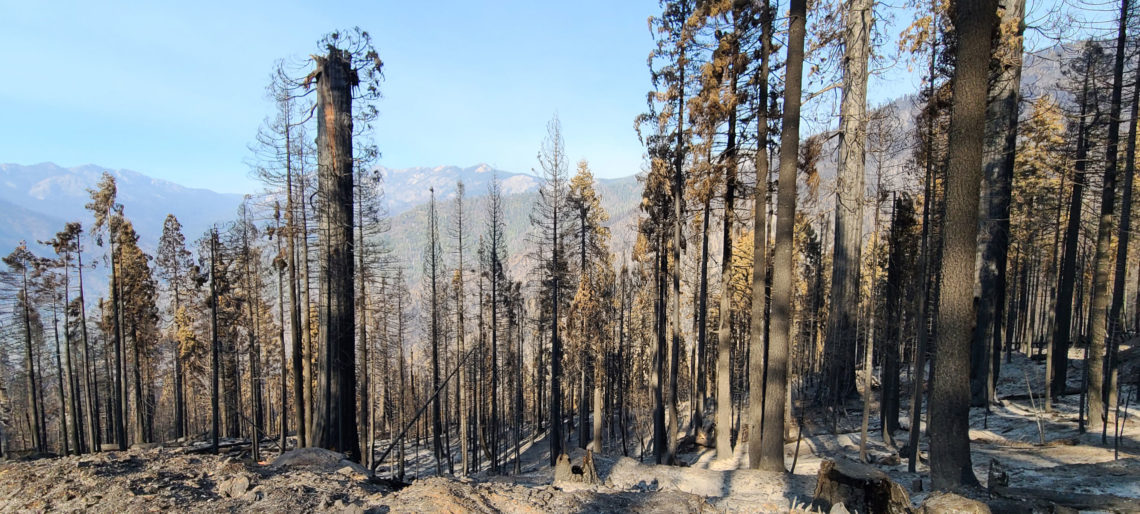 Alder Creek post SQF fire