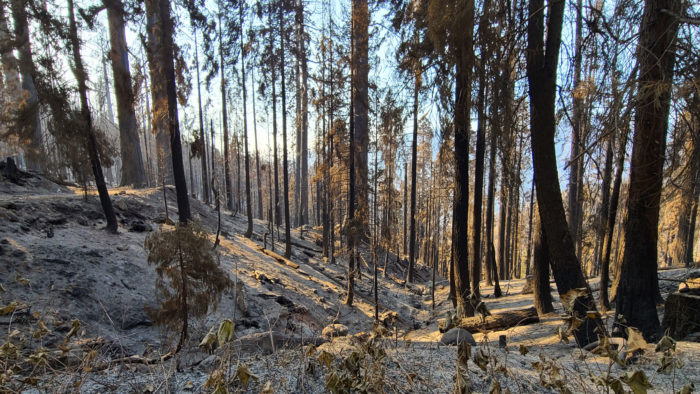 Alder Creek post SQF fire