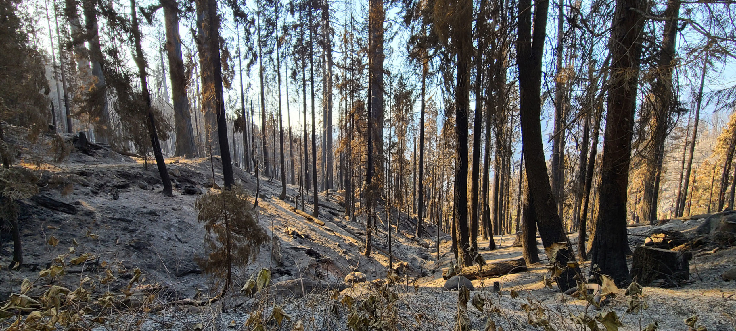 The 2020 SQF Complex Fire burned a portion of the Alder Creek property owned by Save the Redwoods League. At least 80 giant sequoia monarchs were killed in the areas where the fires burned at a high intensity.  Credit: Save the Redwoods League