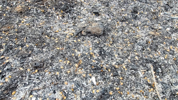 Alder Creek post SQF fire