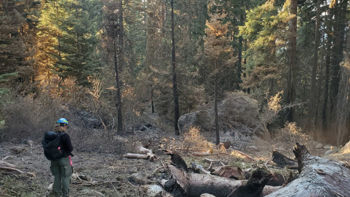 Alder Creek post SQF fire