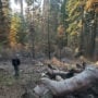 The 2020 SQF Complex Fire burned a portion of the Alder Creek property owned by Save the Redwoods League. In some areas, the fires burned at a lower intensity and sequoia in these areas survived.  Credit: Save the Redwoods League