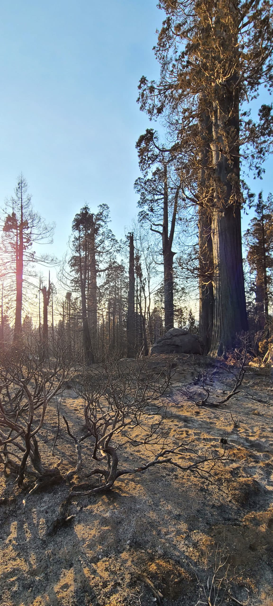 The 2020 SQF Complex Fire burned a portion of the Alder Creek property owned by Save the Redwoods League. At least 80 giant sequoia monarchs were killed in the areas where the fires burned at a high intensity.  Credit: Save the Redwoods League