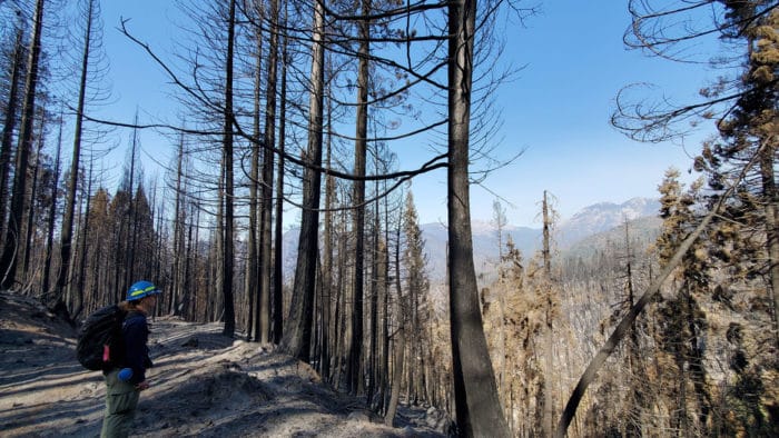 Alder Creek post SQF fire