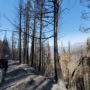 The 2020 SQF Complex Fire burned a portion of the Alder Creek property owned by Save the Redwoods League. At least 80 giant sequoia monarchs were killed in the areas where the fires burned at a high intensity. Credit: Save the Redwoods League