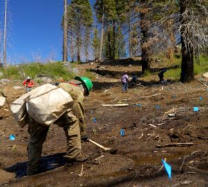 Crew members in hard hats carrying large bags plant seedlings up a barren slope with sequoias in the background