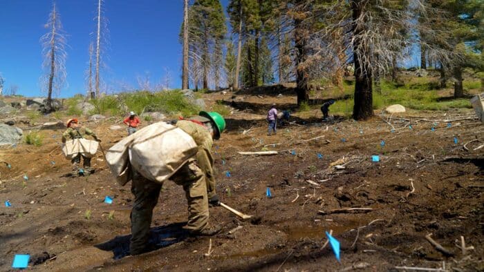 Crew members in hard hats carrying large bags plant seedlings up a barren slope with sequoias in the background