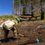 Alder Grove Tree Planting, May 2023. The 2020 SQF Complex Fire burned at such a high intensity in parts of Alder Creek Grove that 200 large large giant sequoias and their seeds were killed. Of that, 80 were lost on the Save the Redwoods League-owned property.  By Smith Robinson Multimedia, courtesy of Save the Redwoods League.