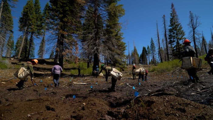 Tree planters at work. Blue flags mark the spot where new giant sequoia saplings have been planted.