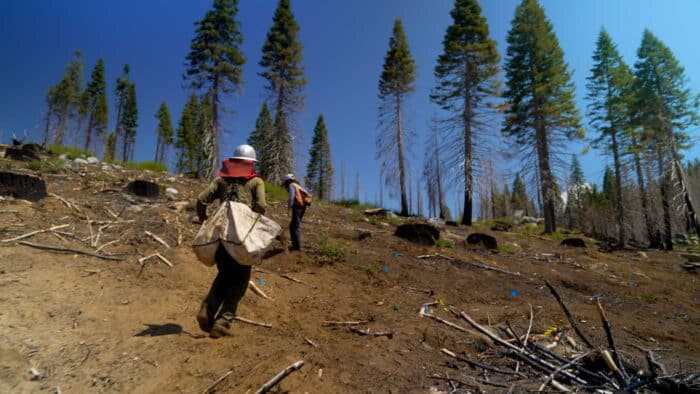 Tree planters climb the hillside carrying bags of saplings to plant. Blue flags mark the spot where trees have been planted.