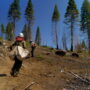 Alder Grove Tree Planting, May 2023. The 2020 SQF Complex Fire burned at such a high intensity in parts of Alder Creek Grove that 200 large large giant sequoias and their seeds were killed. Of that, 80 were lost on the Save the Redwoods League-owned property.    By Smith Robinson Multimedia, courtesy of Save the Redwoods League.