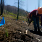 crew member plating seed trees