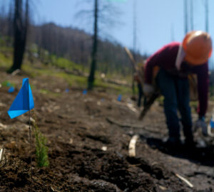 crew member plating seed trees