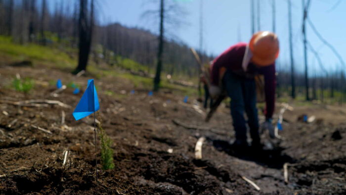 Focus on a blue flag marking the spot where a new tree was planted. A person wearing an orange construction helmet is bending over in the background planting trees.