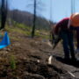 Alder Grove Tree Planting, May 2023. Crews planted over 50,000 native conifer seedlings in May 2023 to help restore Alder Creek Grove. By Smith Robinson Multimedia, courtesy of Save the Redwoods League.