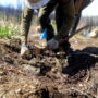 Alder Grove Tree Planting, May 2023. Crews planted over 50,000 native conifer seedlings in May 2023 to help restore Alder Creek Grove. By Smith Robinson Multimedia, courtesy of Save the Redwoods League.