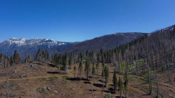 Scenic mountain vista of a hillside spotted with a burn-scarred giant sequoia forest. Snow-covered peaks are seen in the distance.