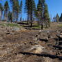 Alder Grove Tree Planting, May 2023. Crews planted over 50,000 native conifer seedlings in May 2023 to help restore Alder Creek Grove. By Smith Robinson Multimedia, courtesy of Save the Redwoods League.