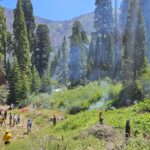 A wide shot of people spread out across green undergrowth with a small fire and wisps of white smoke. Several large sequoia trees stand in the background.