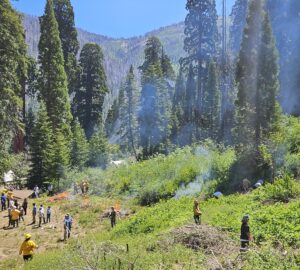 A wide shot of people spread out across green undergrowth with a small fire and wisps of white smoke. Several large sequoia trees stand in the background.