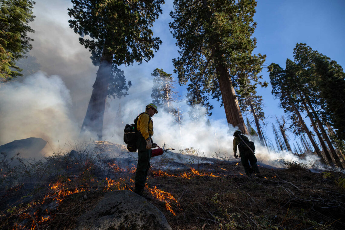 Fire crews silhouetted against giants sequoias with small fires and smoke rising from the ground.