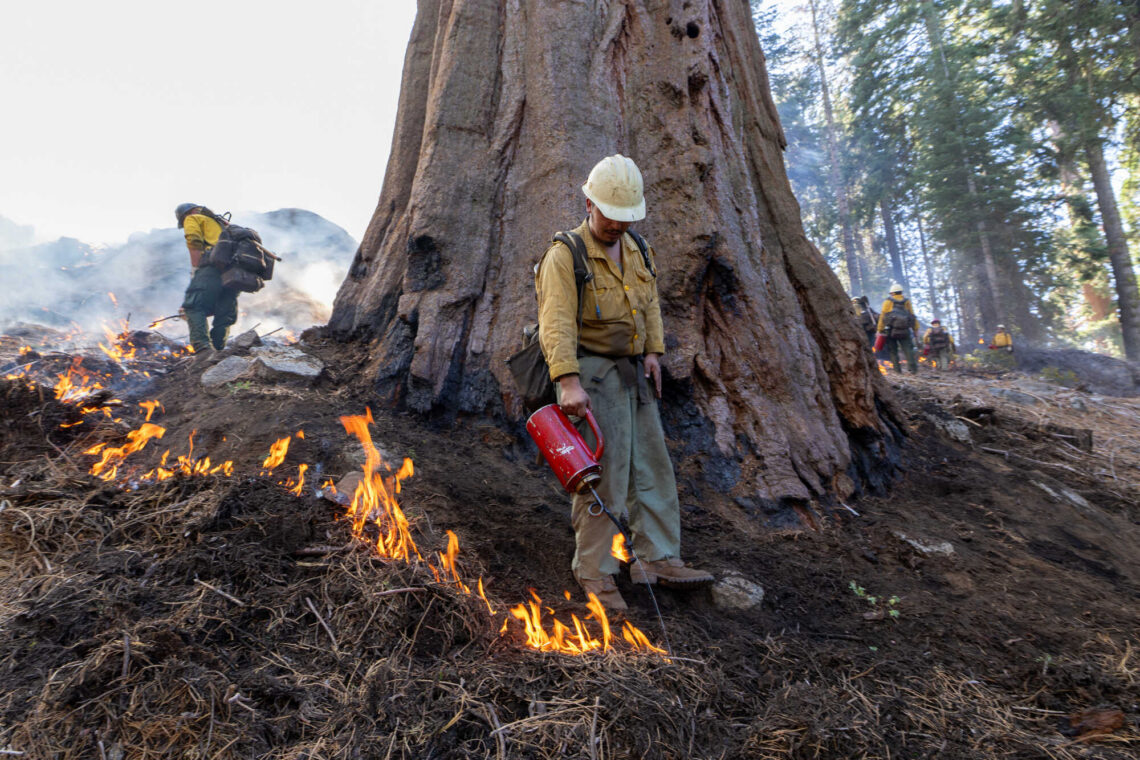 a fire crew member uses a drip torch to light a prescribed fire at the base of a giant sequoia
