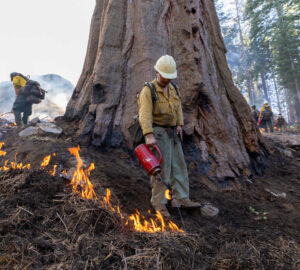 a fire crew member uses a drip torch to light a prescribed fire at the base of a giant sequoia