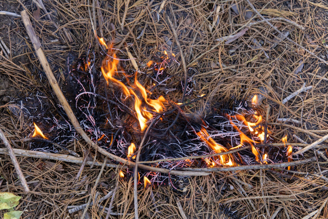 Flames burning accumulated sequoia needles and small branches