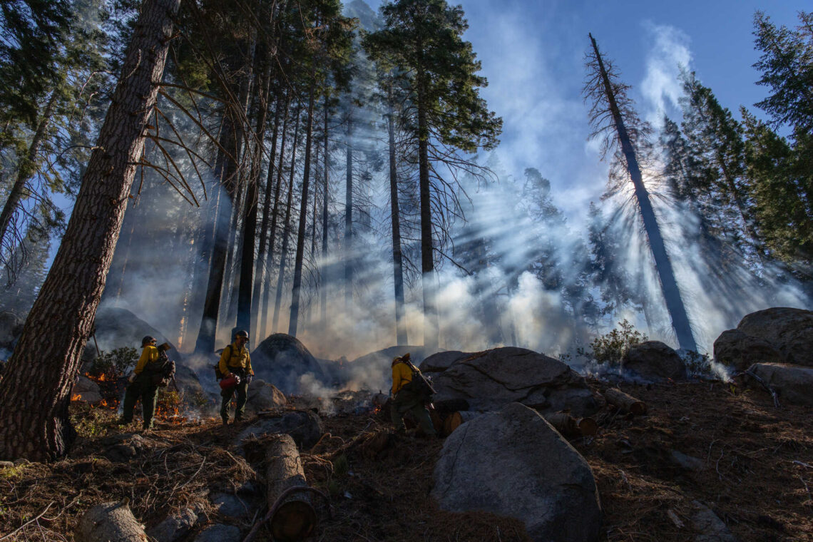 sunlight streams through giant sequoias during a prescribed burn