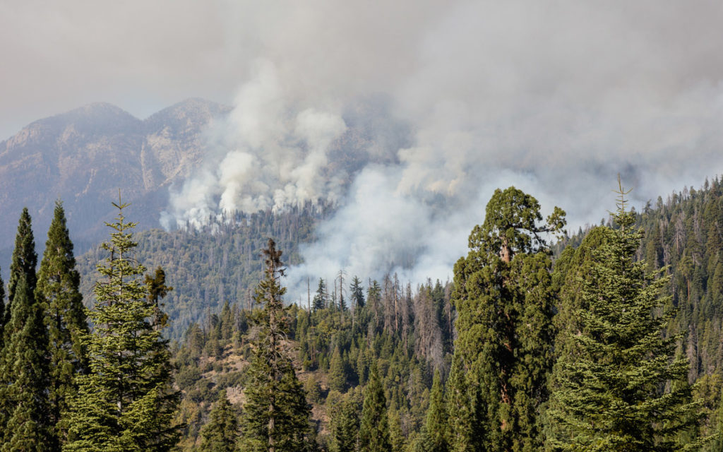 Fire in a redwood forest